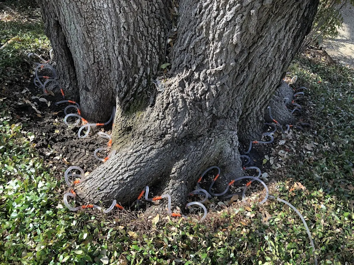Detailed Tree Cabling and Bracing job site in Madill