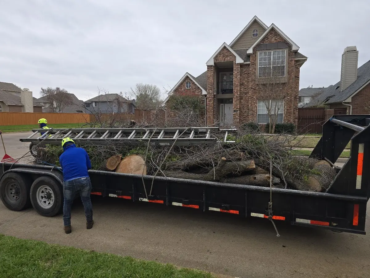 Expert Tree Removal with proper safety equipment in Madill